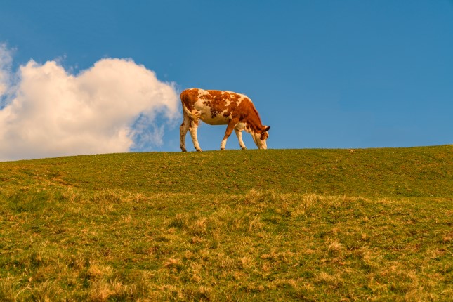 der-bauer-muss-weg